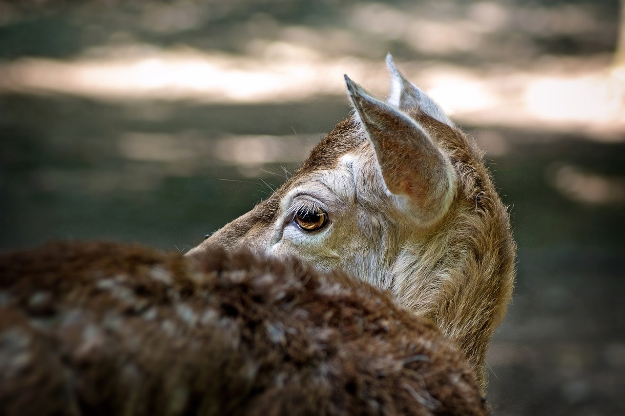全民优打实名账号：请求代理注册公司